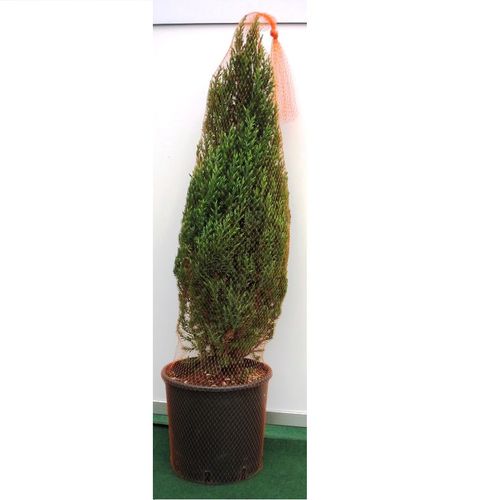 �������� ����� Flower Plant Packaging Netting ��� �������� �� ����������� �� �������������