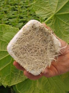 Willems Perlite : ����������� -