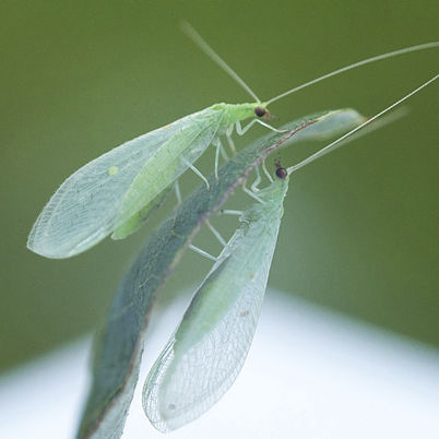 ����������� ������ ��� Chrysoperla rufilabris ������� �������� ����