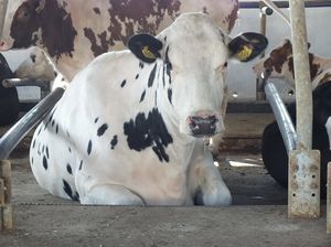 AGRIPROM : �������������������� ��������� -