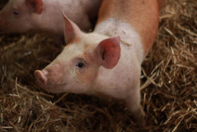 �������� ������� ��� ������� Extra Piglet Mix ��� �������� �������� ��������