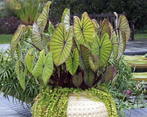 ����������� ������� �������� Colocasia esculenta 'Blue Hawaii' ��� ������ ��� ������� ��� ����