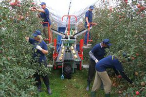 ��������� ������ ��� ������� Tecnofruit CF-105 ���������� 1����