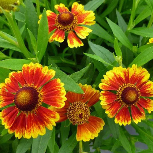 ����������� ��������� �������� Helenium autumnale Salud� Embers ������ ������� ��� ����
