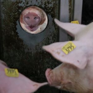 ������� ���������� ����