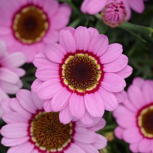 ����������� ������ �������� Aeonium 'Kiwi' ��� ������� ��� ���� ��� ������