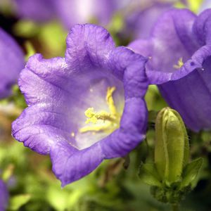 SATIVA : ������ � ������ ������� -