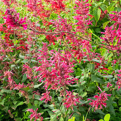 ����������� ��������� �������� Agastache 'Morello' ������� ��� ����� ��� �������