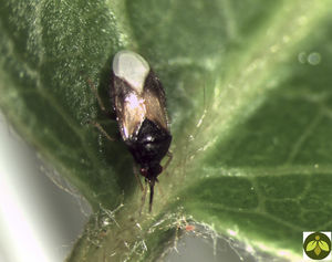 ��� ������ ��� APHIDIUSforce�