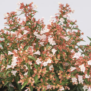 ��������� ��������� ��� ������� Cherry Explosion� Hydrangea � �������� �������