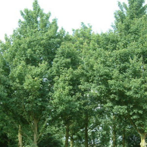 BOWECO VOF : ������ � ������ ������� -