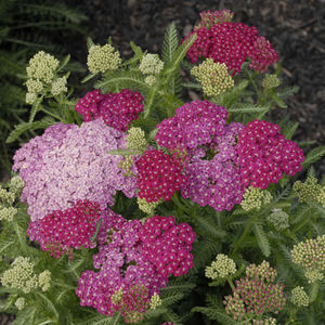 Walters Gardens Inc : ������ � ������ ������� -