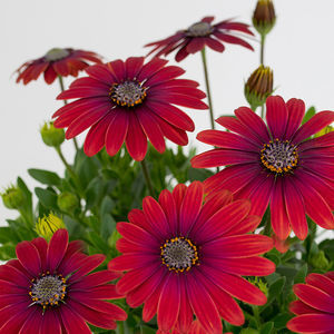 ������� ������ ������ SunPatiens� Compact ������� ���������� �������