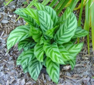 ����������� ������� �������� Concinna Prayer Plant ��� ��������� ��� �������� ���������