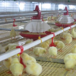 FACCO : �������������� -