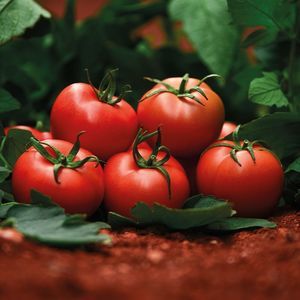 Manier Seeds : ������ � ������ ������� -