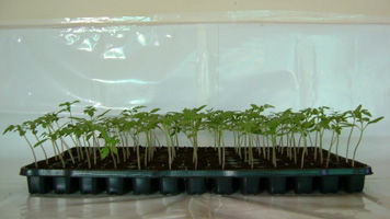 �������� �������� ��������� ���� Coco Seedling Trays� ��������