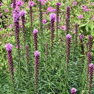 ����������� ��������� �������� Deutschland Astilbe ����� ��� ����