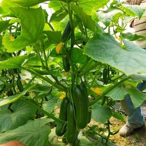 ������ ������ ������� ATOM �������� ������� ������
