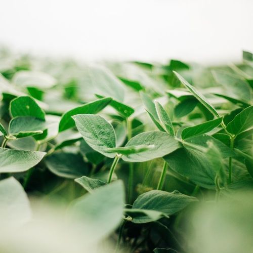 ������ ������ ���� 1001XF ������� ������ ��������