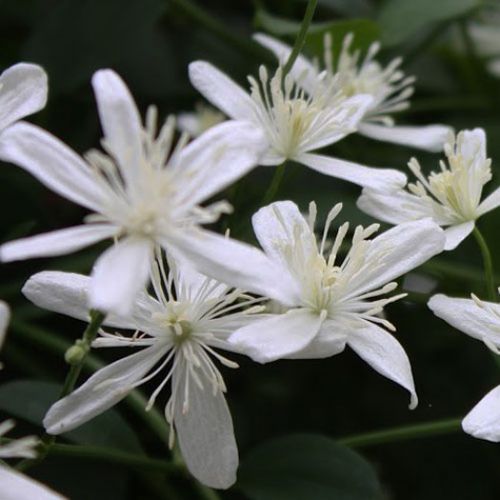 ����������� ��������� �������� TERNIFLORA ����� ��� ���� �������� ��������