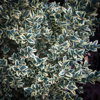 ��������� ��� �������� BUXUS SEMPERVIRENS VARIEGATA