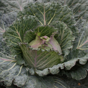 Tozer Seeds Ltd : ������ � ������ ������� -