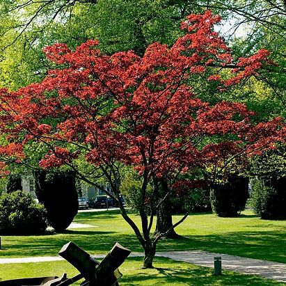���������� ������ Japanese Red Maple