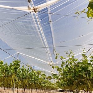 �������� �������� ����� SOLGRAPES �� ���������������� ����������