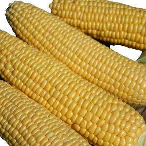 ������ ������ �������� Northern Extra Sweet F1 ����� ���������