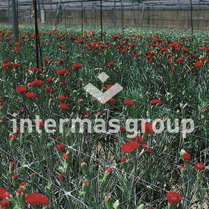 ��������� ����������� ������ 100 G ROULEAUX