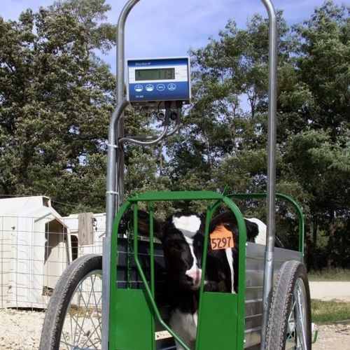 ���� ��� ����� Caf Cart� �������� ��������� � �����������