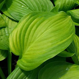Greenwood : ������ � ������ ������� -