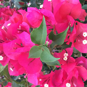 Vista Farms : ������ � ������ ������� -