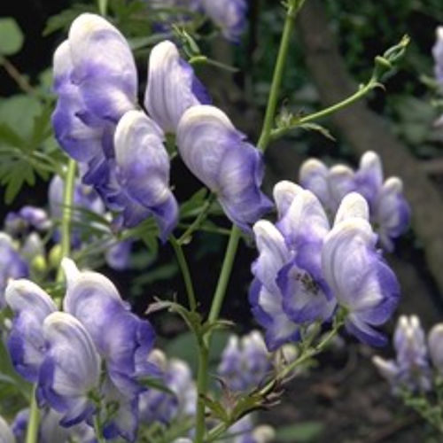 ����������� ��������� �������� BICOLOR ����� ���������� ��� ������