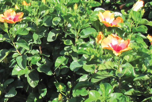 ��������� ��������� ��� ������ Hibiscus Bush Fiesta ����� ������
