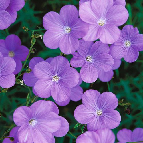 ����������� ������ ������ Heavenly Blue ���������� ��� ����