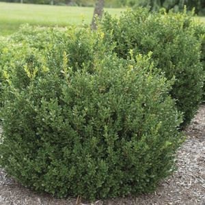 ��������� ��� ������� Acacia Cousin Itt