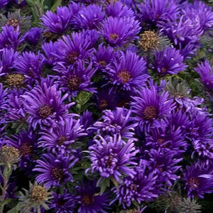 ����������� ��������� �������� Buddleia Gold Drop ���������� ��� ���� ��� ����������� �������