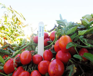 Unitedgenetics : ������ � ������ ������� -