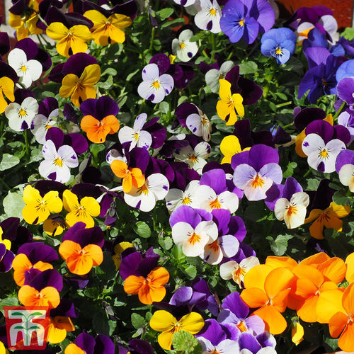 ����������� ������ ������ Pot Pourri Mixed ����� ������ ��� ���� ��� �������