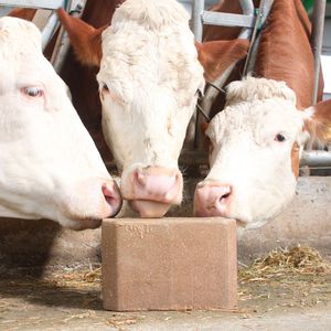 ������� � ����� ��� �������� �������� ����� Farmelix ��� ��� ��� ���� � ���������������