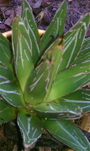 ����������� ������� �������� Calathea 'Medallion' ��� ��������� ��� �������� ���������