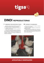 ���������� ����� ��� ������ DINDI ���� � ������ � �������� ��������