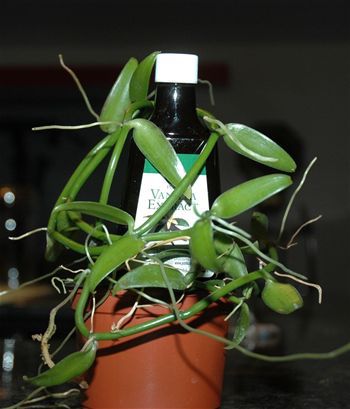 ����������� ��������� �������� Orchid - Vanilla planifolia �������� ��������