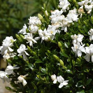 NatureHills : ������ � ������ ������� -