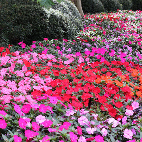 ������� ������ ������ SunPatiens� Compact ������� ���������� �������