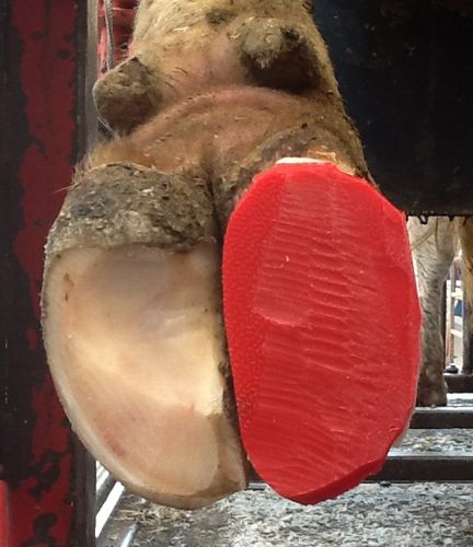 ������� ��� ����� ��� �������� �������� ����� Accu-sole �� �������