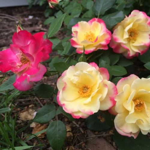 ����������� ��������� �������� Campfire Rose ������� ������� ���������