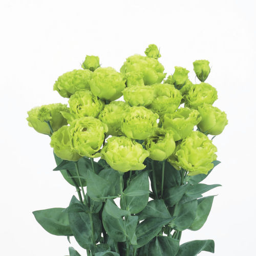 ������� ��������� �������� ROSANNE 2 ������� ��� ����� ���������